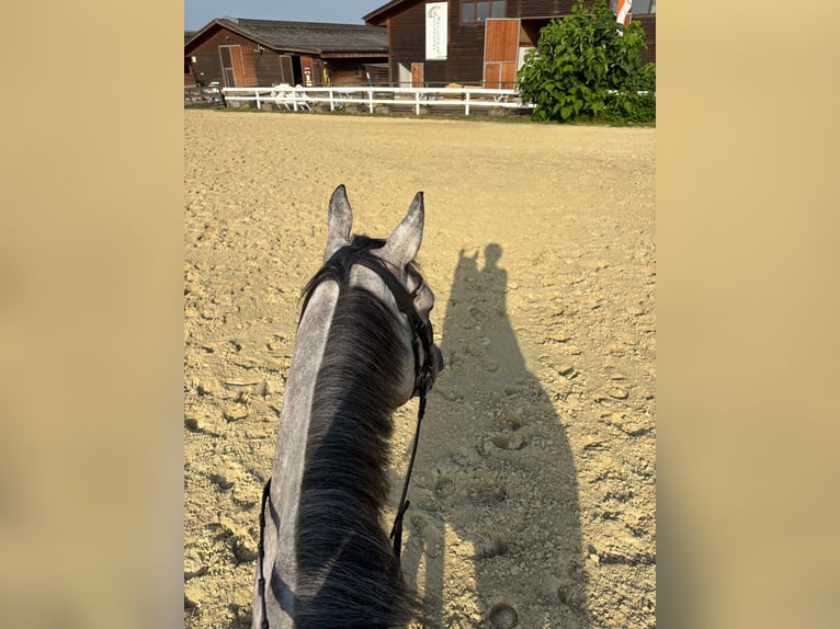 Irish Thoroughbred Gelding 6 years 15,2 hh Grey-Dapple in Beselich