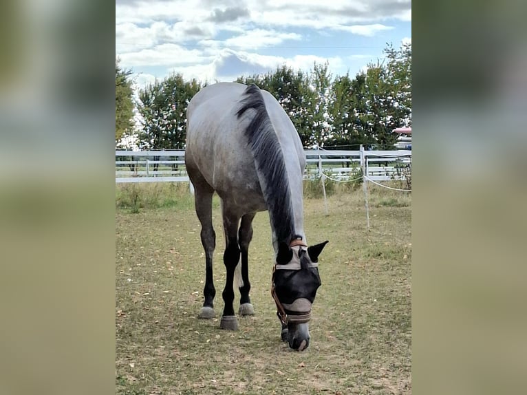 Irish Thoroughbred Gelding 6 years 15,2 hh Grey-Dapple in Beselich