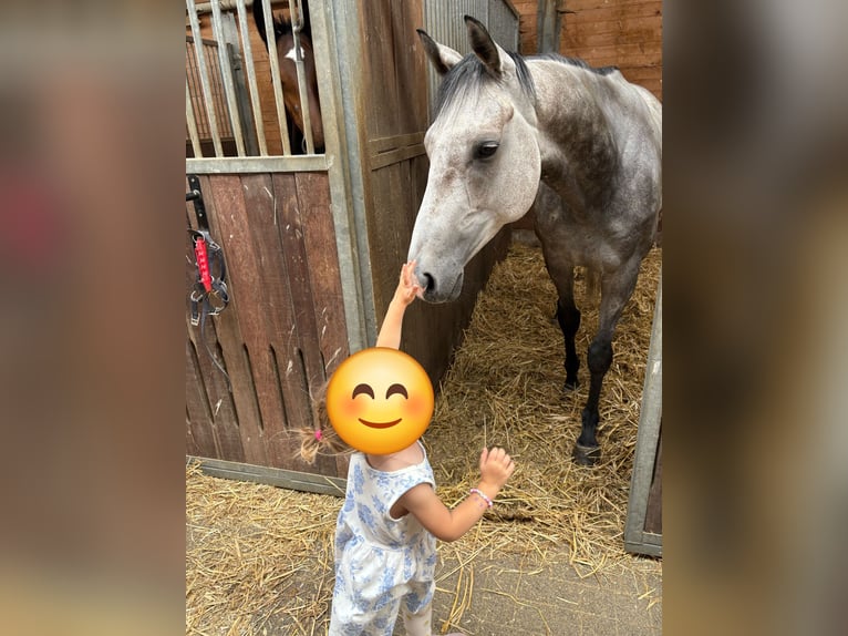 Irish Thoroughbred Gelding 6 years 15,2 hh Grey-Dapple in Beselich