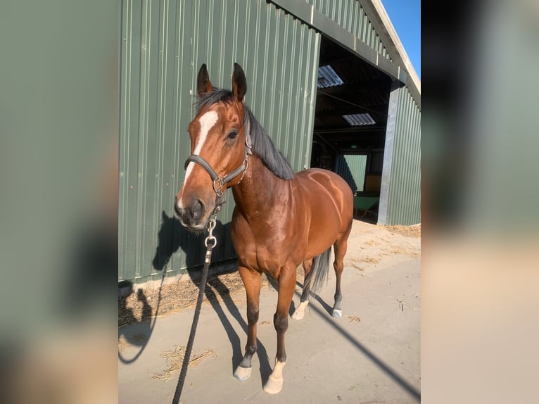 Irish Thoroughbred Gelding 6 years 15,3 hh Brown in Alphen aan den Rijn