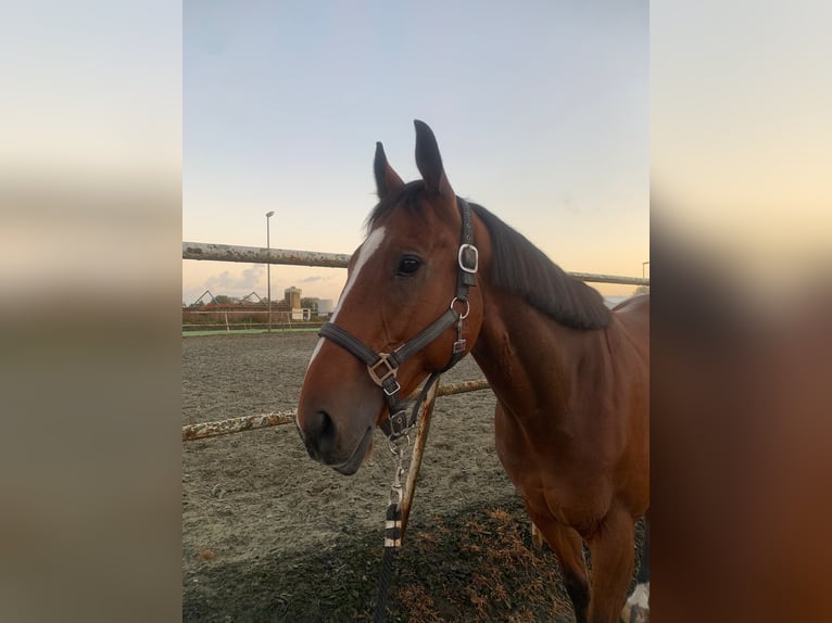 Irish Thoroughbred Gelding 6 years 15,3 hh Brown in Alphen aan den Rijn