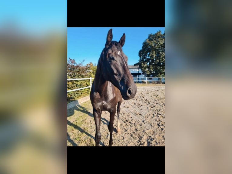 Irish Thoroughbred Gelding 6 years 15,3 hh in E&#xDF;weiler