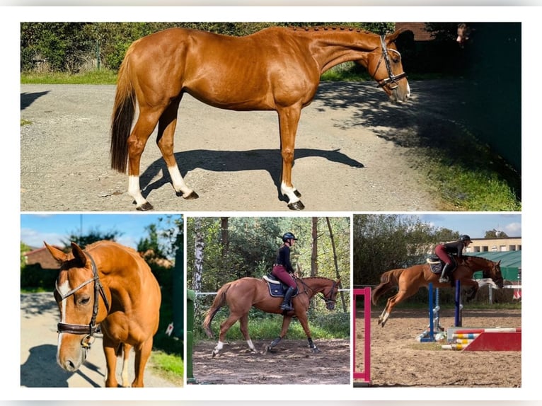 Irish Thoroughbred Gelding 6 years 16,1 hh Chestnut in Mladá Boleslav