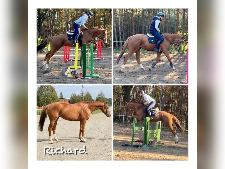 Irish Thoroughbred Gelding 6 years 16,1 hh Chestnut in Mladá Boleslav