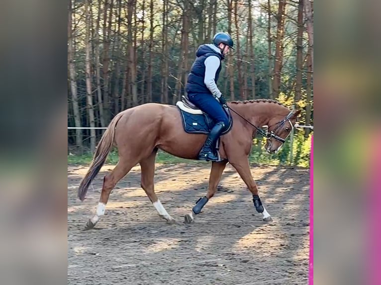 Irish Thoroughbred Gelding 6 years 16,1 hh Chestnut in Mladá Boleslav