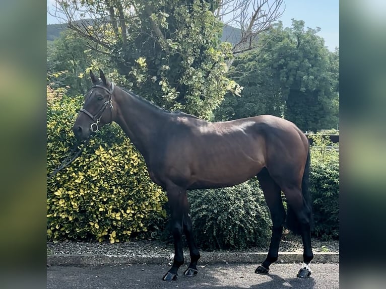 Irish Thoroughbred Gelding 6 years 16 hh Bay-Dark in Down