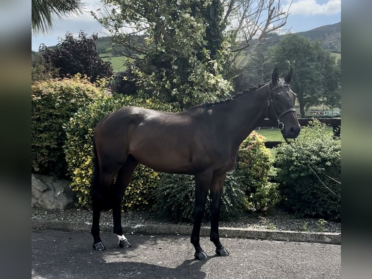 Irish Thoroughbred Gelding 6 years 16 hh Bay-Dark in Down