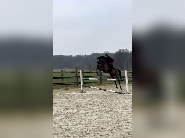 Irish Thoroughbred Gelding 6 years 16 hh Brown in Alpen