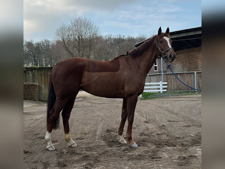 Irish Thoroughbred Gelding 6 years 16 hh Chestnut-Red in Pähl