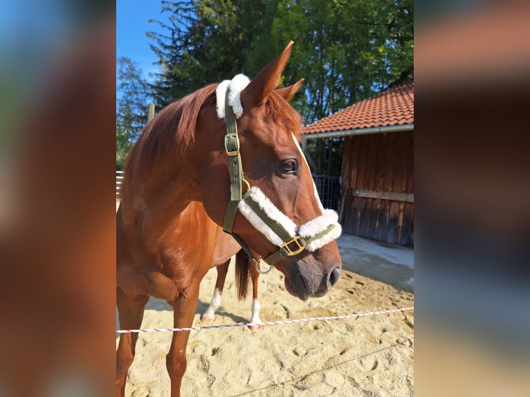 Irish Thoroughbred Gelding 6 years 16 hh Chestnut-Red in Pähl