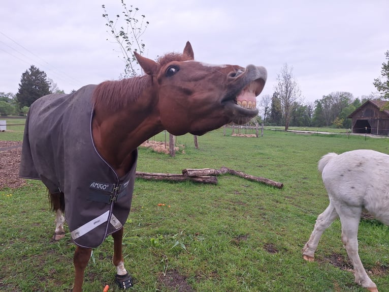 Irish Thoroughbred Gelding 6 years 16 hh Chestnut-Red in Pähl