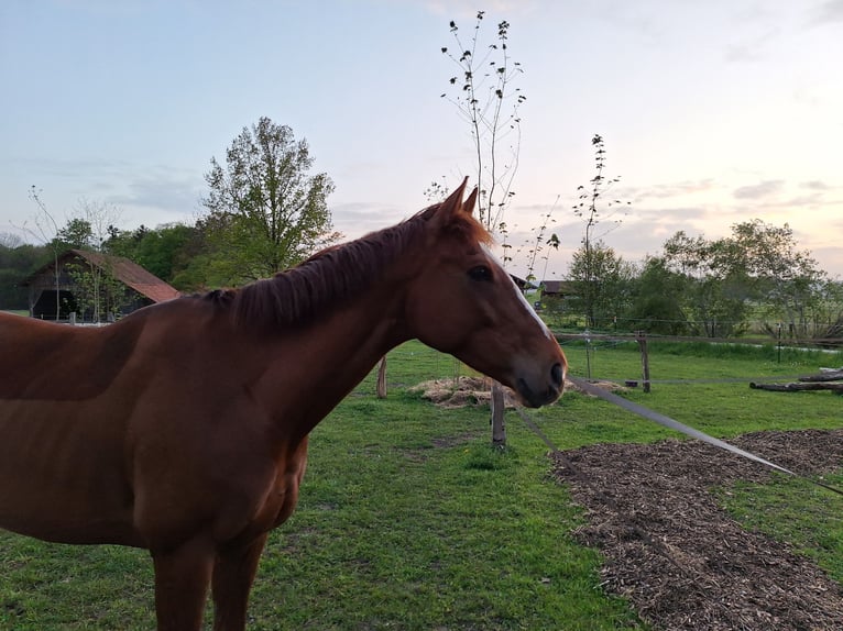 Irish Thoroughbred Gelding 6 years 16 hh Chestnut-Red in Pähl