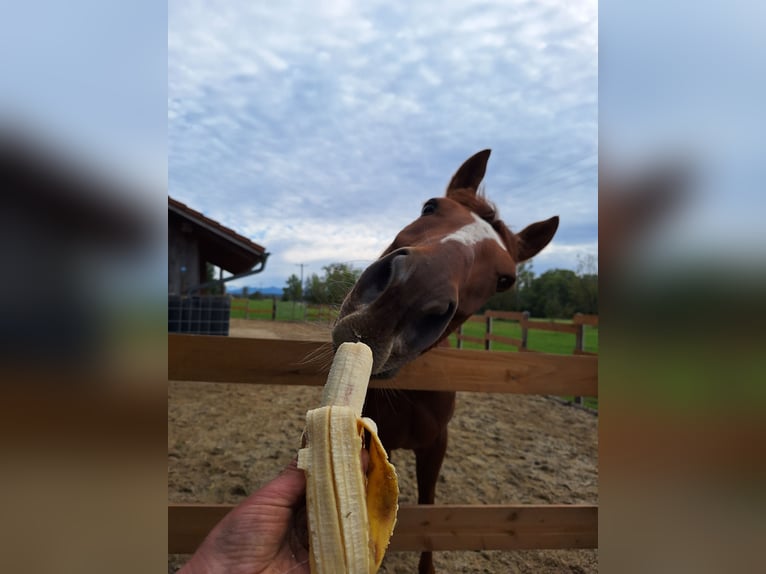 Irish Thoroughbred Gelding 6 years 16 hh Chestnut-Red in Pähl