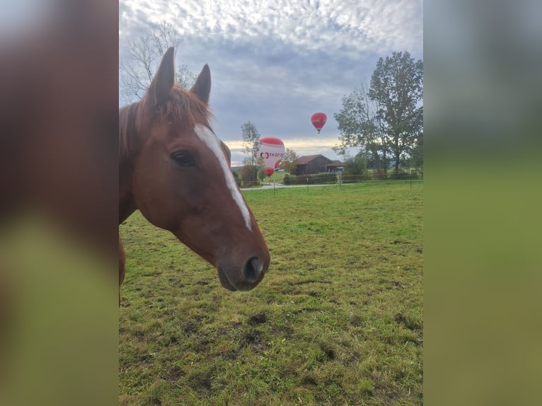 Irish Thoroughbred Gelding 6 years 16 hh Chestnut-Red in Pähl