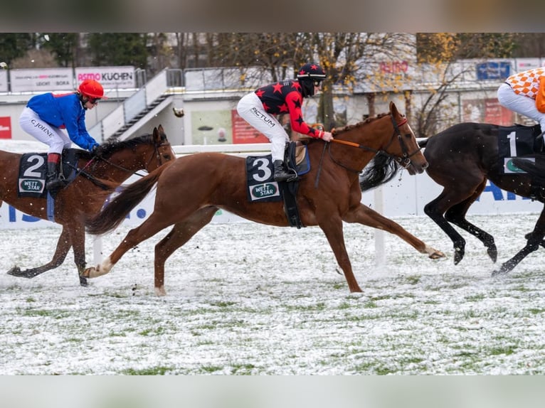 Irish Thoroughbred Gelding 6 years 16 hh Chestnut-Red in Pähl