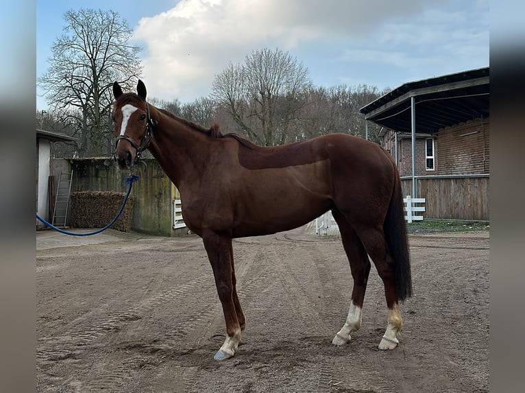 Irish Thoroughbred Gelding 6 years 16 hh Chestnut-Red in Pähl