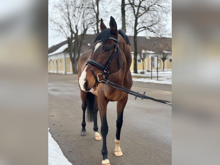 Irish Thoroughbred Gelding 6 years 16,1 hh Bay-Dark in Stadl-Paura