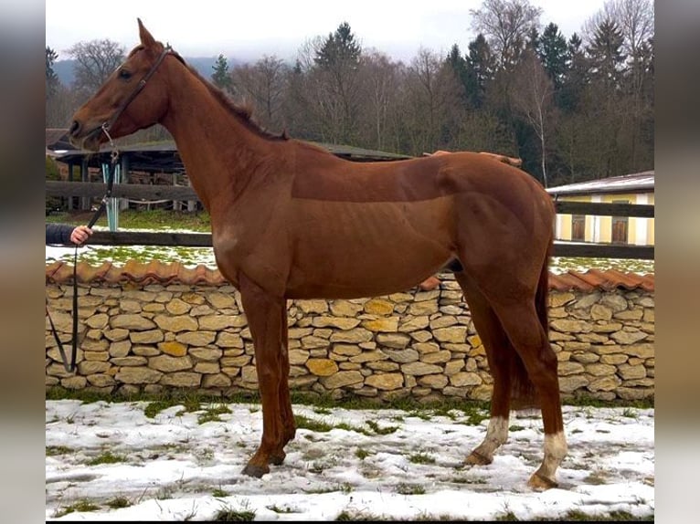 Irish Thoroughbred Gelding 6 years 16,1 hh Chestnut in česká Lípa