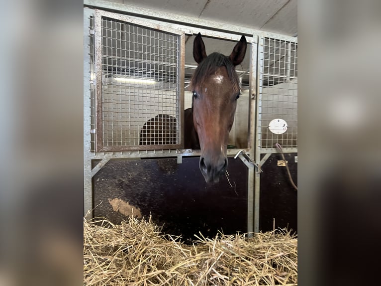 Irish Thoroughbred Gelding 6 years 16,2 hh Brown in Brescia