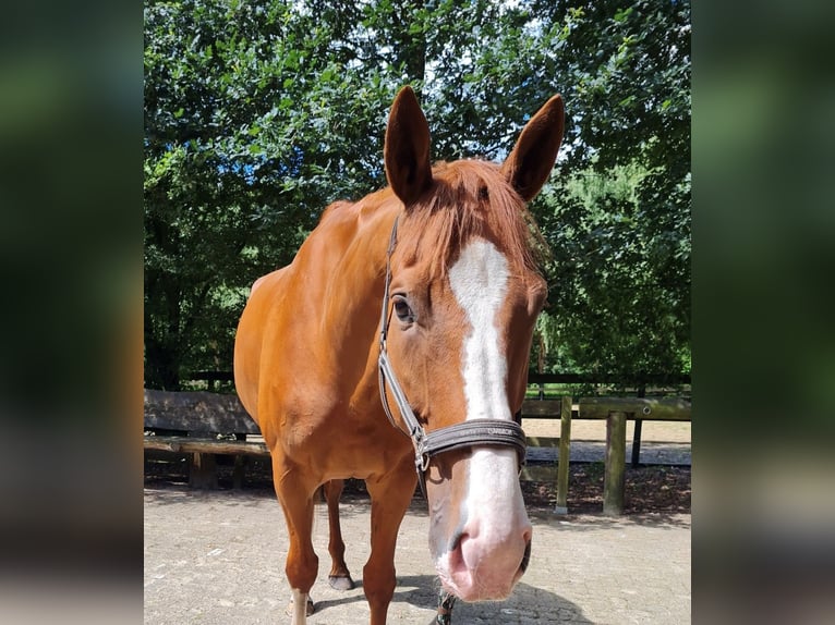 Irish Thoroughbred Gelding 6 years 17,1 hh Chestnut-Red in Bremerhaven