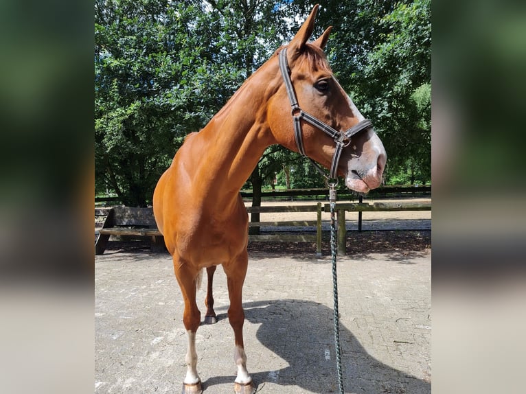 Irish Thoroughbred Gelding 6 years 17,1 hh Chestnut-Red in Bremerhaven