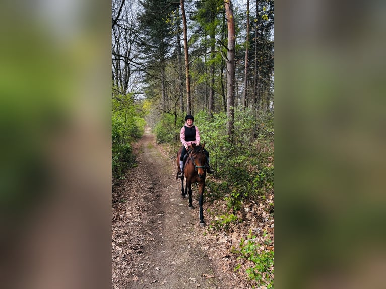Irish Thoroughbred Gelding 7 years 16.1 hh Brown in Opoeteren