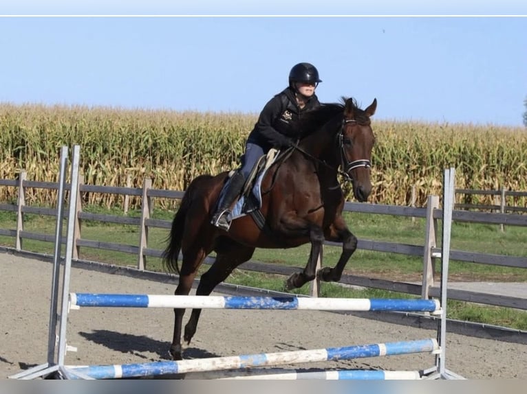 Irish Thoroughbred Gelding 7 years 16.1 hh Brown in Opoeteren