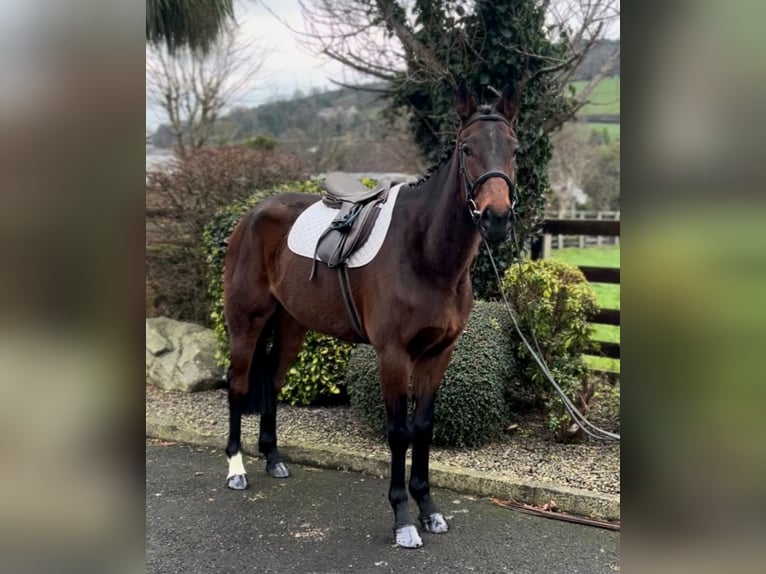 Irish Thoroughbred Gelding 7 years 16,1 hh Brown in Down