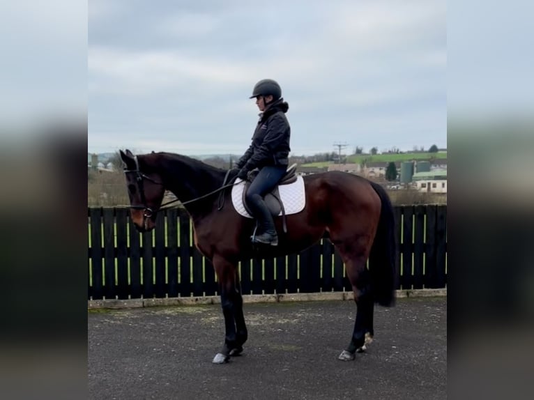 Irish Thoroughbred Gelding 7 years 16,1 hh Brown in Down