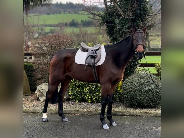 Irish Thoroughbred Gelding 7 years 16,1 hh Brown in Down