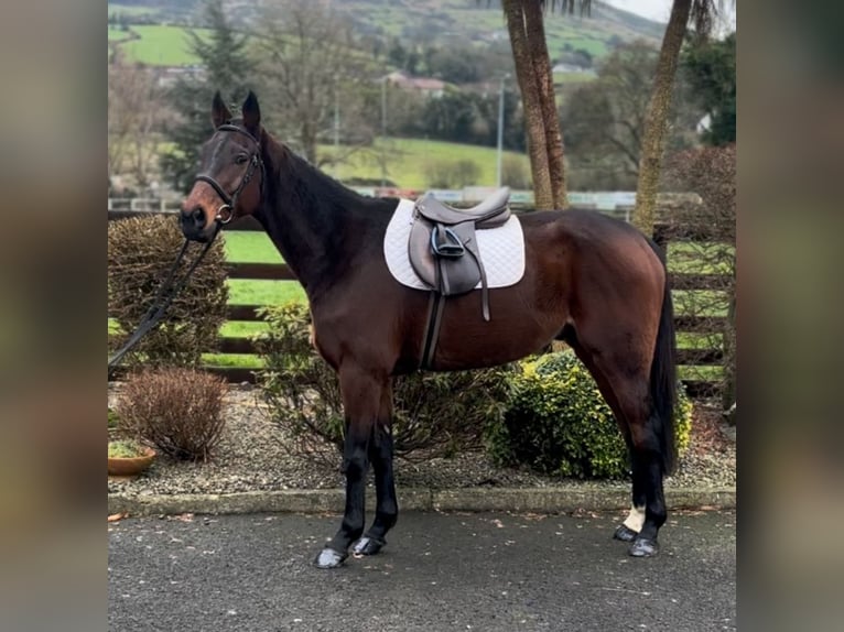 Irish Thoroughbred Gelding 7 years 16,1 hh Brown in Down