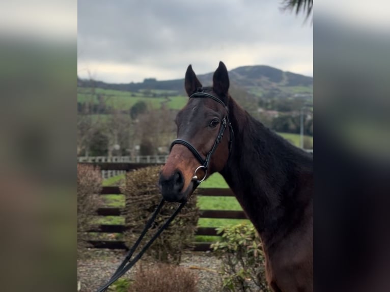 Irish Thoroughbred Gelding 7 years 16,1 hh Brown in Down