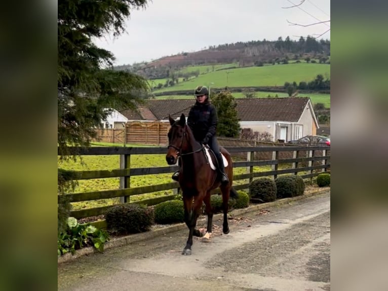 Irish Thoroughbred Gelding 7 years 16,1 hh Brown in Down