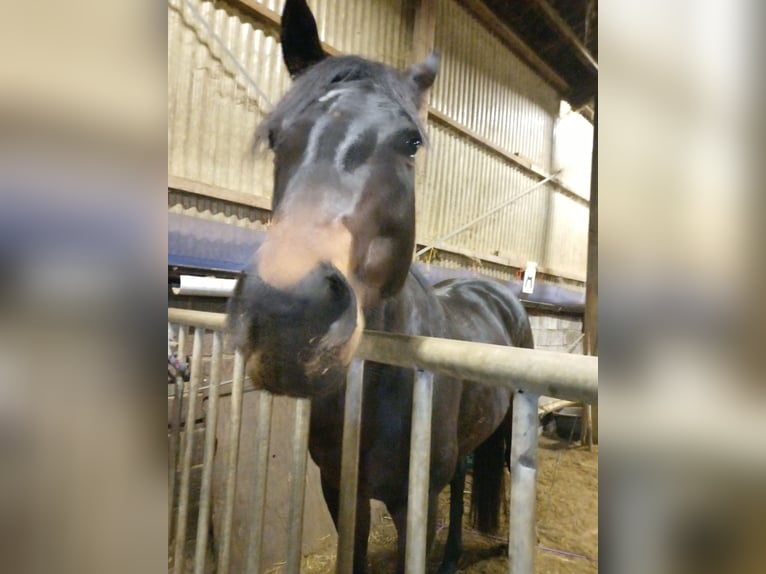 Irish Thoroughbred Gelding 7 years 16.2 hh Bay-Dark in Waasmunster