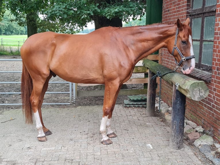 Irish Thoroughbred Gelding 7 years 17,1 hh in Bremerhaven