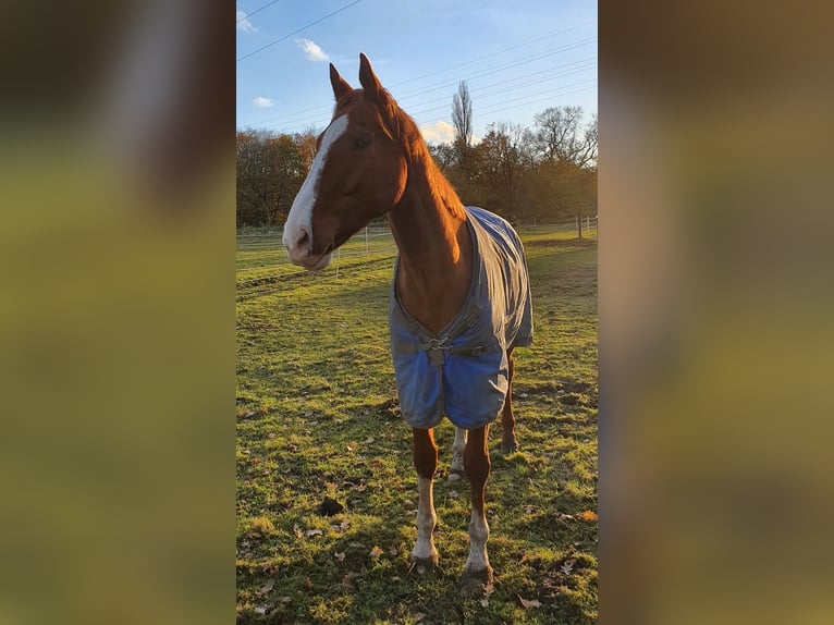 Irish Thoroughbred Gelding 7 years 17,1 hh in Bremerhaven