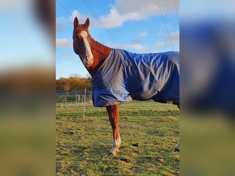 Irish Thoroughbred Gelding 7 years 17,1 hh in Bremerhaven