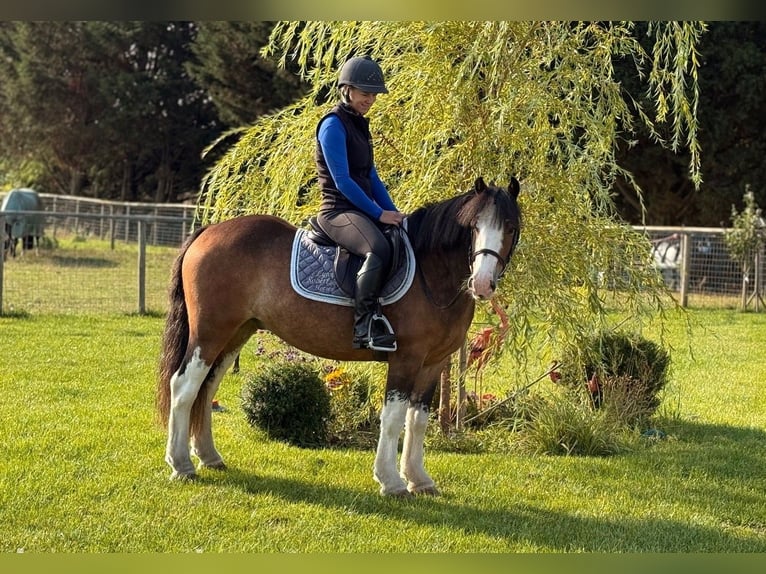 Irish Thoroughbred Gelding 8 years 13 hh Bay in Nottingham