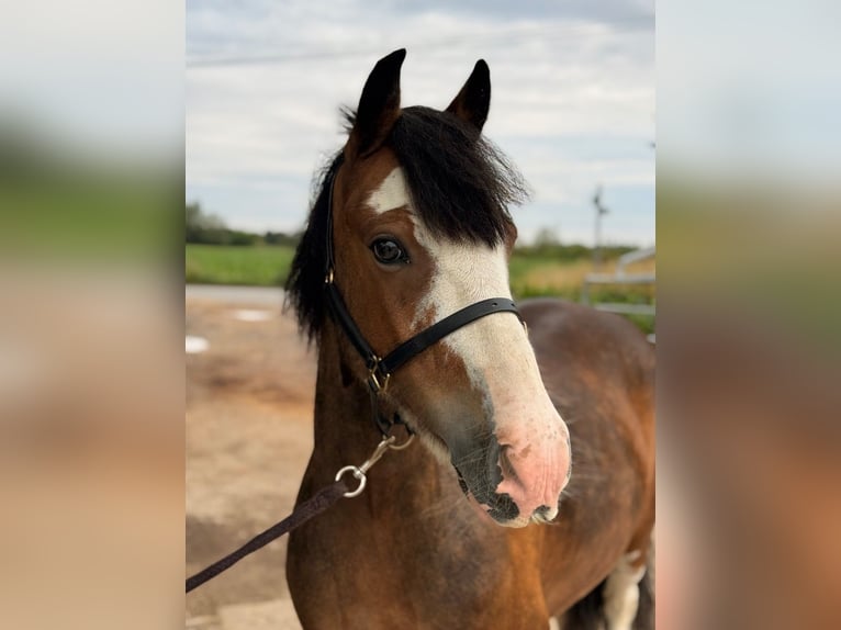 Irish Thoroughbred Gelding 8 years 13 hh Bay in Nottingham