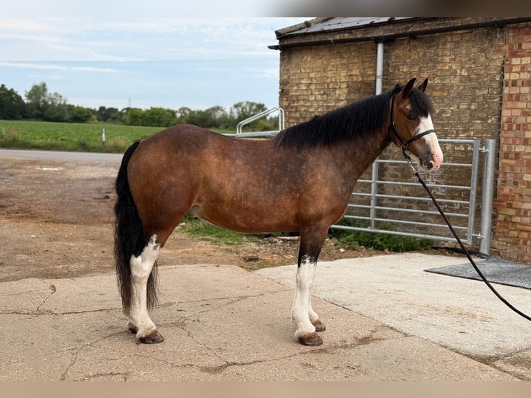 Irish Thoroughbred Gelding 8 years 13 hh Bay in Nottingham