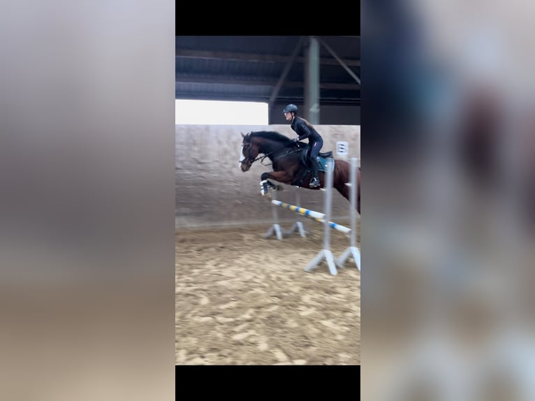 Irish Thoroughbred Gelding 8 years 15,3 hh Brown in Köln