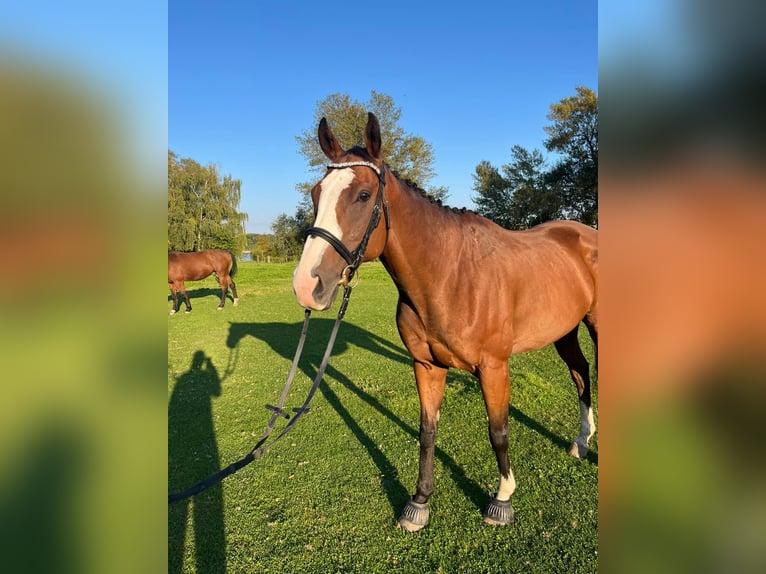 Irish Thoroughbred Gelding 8 years 15,3 hh Brown in Köln