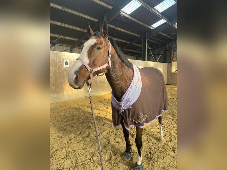 Irish Thoroughbred Gelding 8 years 15,3 hh Brown in Köln