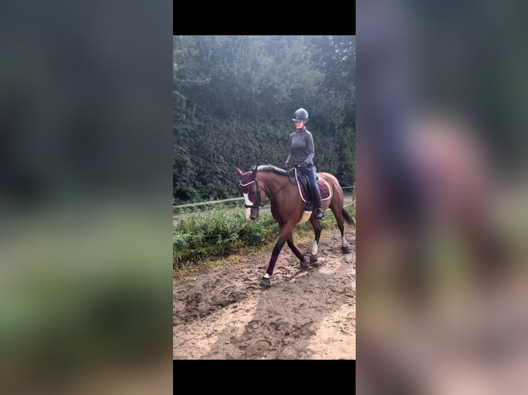 Irish Thoroughbred Gelding 8 years 15,3 hh Brown in Köln