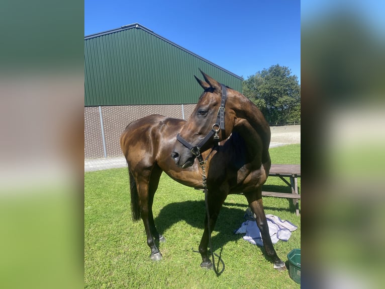 Irish Thoroughbred Gelding 8 years 15,3 hh Brown in Valkenswaard