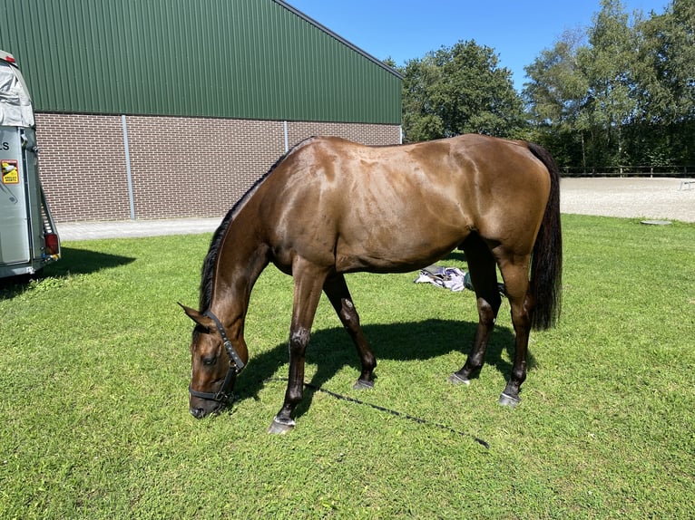 Irish Thoroughbred Gelding 8 years 15,3 hh Brown in Valkenswaard