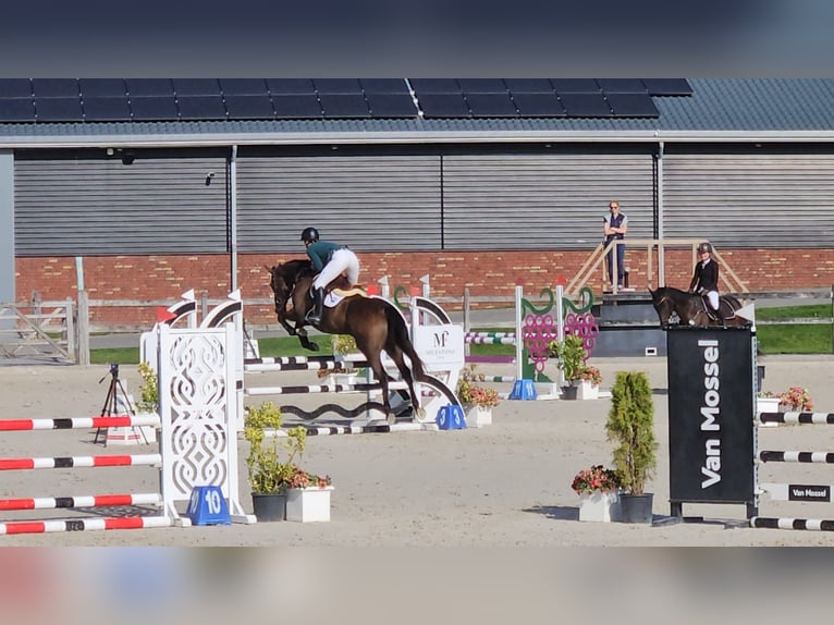 Irish Thoroughbred Gelding 8 years 15,3 hh Brown in Valkenswaard