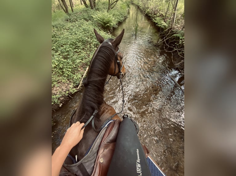 Irish Thoroughbred Gelding 8 years 15,3 hh Brown in Valkenswaard