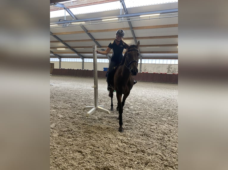 Irish Thoroughbred Gelding 8 years 15,3 hh Brown in Valkenswaard