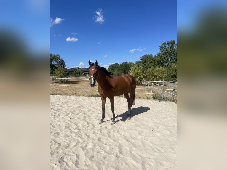 Irish Thoroughbred Gelding 8 years 16,1 hh Brown in Butzbach